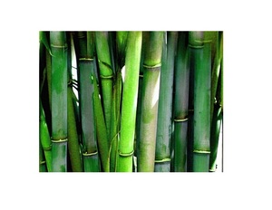 Produit agricole en poudre d'extrait de bambou - Product Image 2
