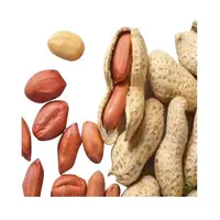 Compradores para atacado jumbo raw cordão cordão de peanuts