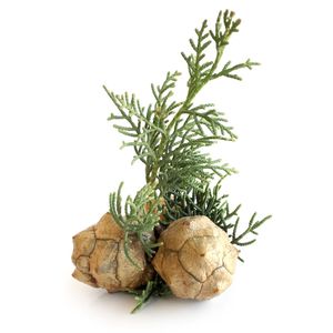 Hydrolat de cyprès purificateur d'air, Italie, feuilles séchées distillées à la vapeur - Product Image 5