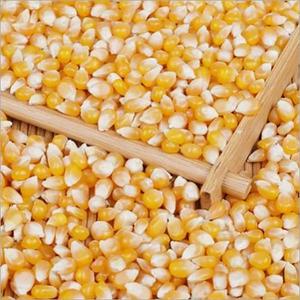 Harina de Gluten de Maíz 60% Grado Alimenticio Fabricante Directo para Cerdo Ganado Caballo Aves Grano de Maíz Alto en Proteína Envasado en Bolsas - Product Image 1