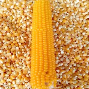 high-quality dried yellow corn for sale, wholesale prices