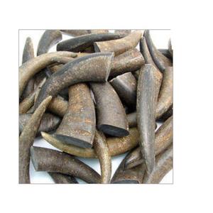 Puntas de cuerno de búfalo real y artesanía de fabricante de alta calidad a granel cuerno de buey de búfalo Punta de cuerno de vaca y rollo mejor venta - Product Image 4