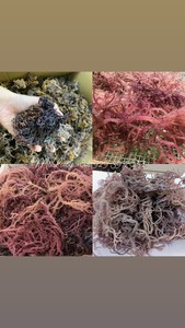Free Sample <b>Dried</b> Purple Seamoss From Vietnam/ Eucheuma Cottonii Sea <b>Moss</b> Seaweed/Ms. Lily - Product Image 2