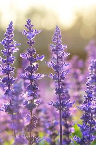 AARNAV GLOBAL EXPORTS 100% Pure Clary Sage Aceite esencial 30ml Certificado GMP para el cuidado del cabello Masaje DE LA PIEL Uso diario de aroma - Product Image 6