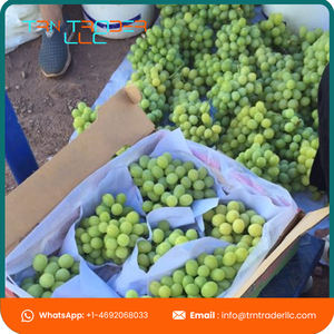 Uvas Verdes Frescas, Dulces y Sin Semillas, Deliciosas y Más Vendidas, 7 kg/Caja, Grado A, de Texas, Listas para Exportar - Product Image 6