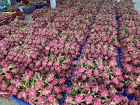 Vietnam 'S Best Verkochte Rood/Witte Drakenfruit, Verse Producten, Rechtstreeks Van Bron (David Director Mobile/Wa 84986778999)