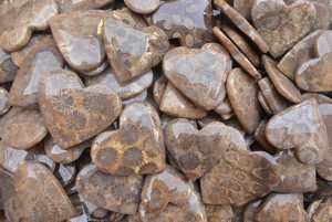 Fossiles Corail Coeur Gros Fleur Corail Fossile Coeur Forme Gemstone Fossiles Corail Cabochon Pierres Précieuses En Gros Corail Cabochon - Product Image 3