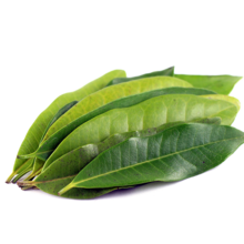 Aceite esencial puro de hoja de canela para la elaboración de jabones y perfumes - Product Image 2