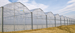 Skyplant Agricultural <strong>Greenhouse</strong> <strong>Export</strong> Single Span Tunnel Dome Film <strong>Greenhouse</strong> - Product Image 2