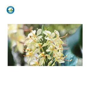 Óleo de Lírio de Gengibre puro: Óleo essencial de alta qualidade para cuidados com o rosto e beleza 100% natural óleo de Hedychium Coronarium ofertas por atacado