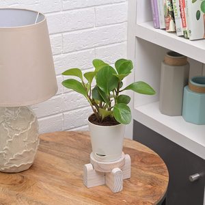 Raboteuse d'extérieur, une élégance pour le jardin, donne un Look solide et sensation, idéal pour la maison et le balcon - Product Image 4
