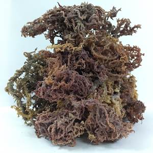 Musgo de mar dorado y morado, musgo irlandés, Exportación de VIETNAM/ámbar + 84383004939 - Product Image 4