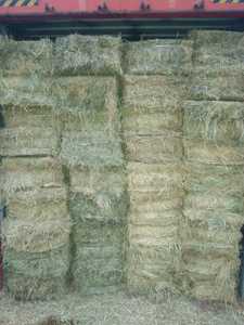 Heno de hierba verde de Rodas, calidad de grado A, importación profesional, Oman/UAE/Bahréin/catar - Product Image 6