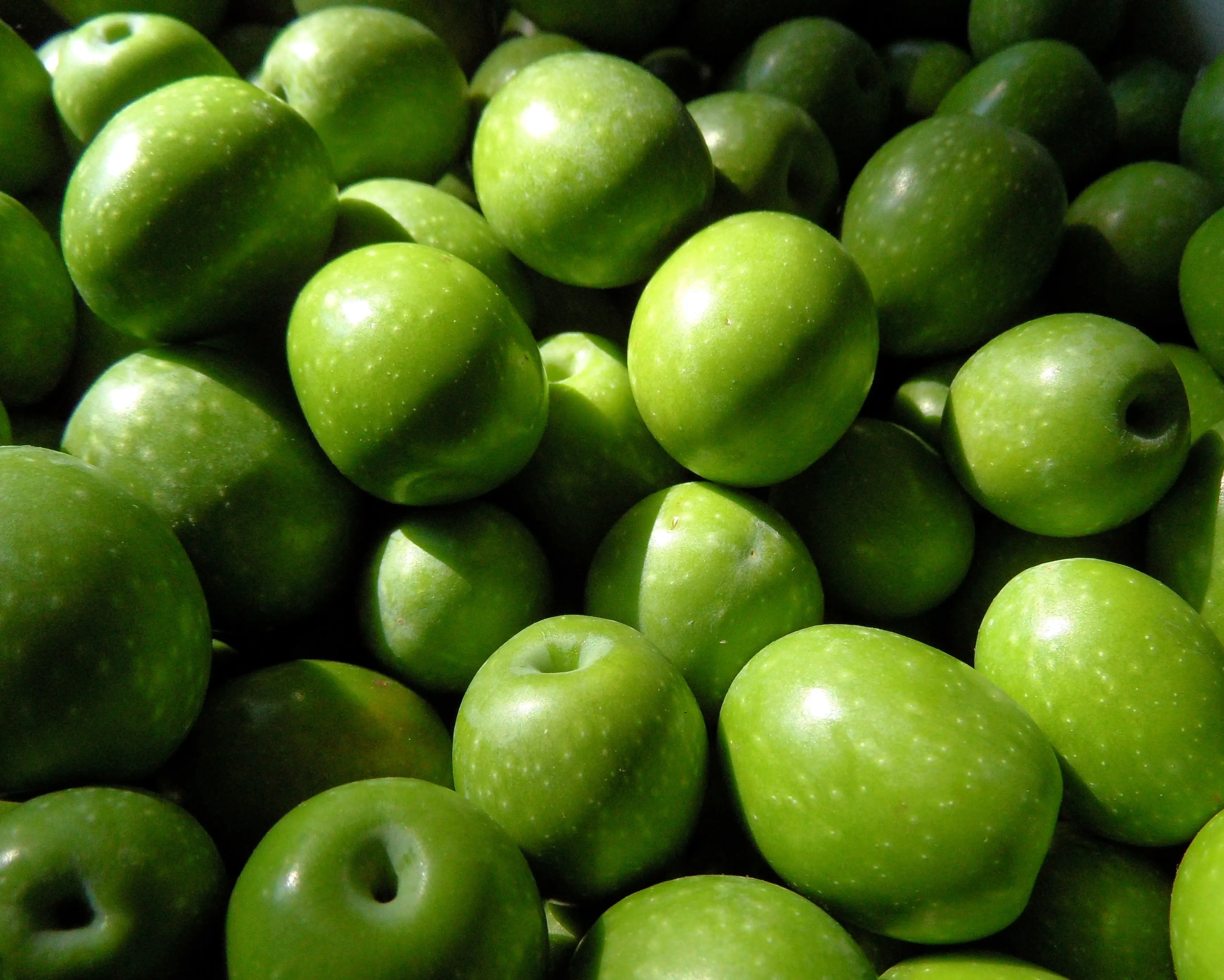 Beste und gute Qualität frische Oliven zum Großhandels preis