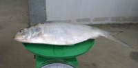Hilsa (poisson) IQF surgelé naturellement, en morceaux, en vrac, en boîte, du Vietnam, prix abordable