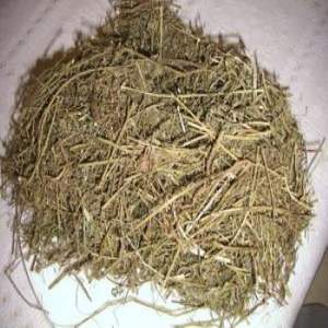 ผง Eleusine Indica จากเวียดนาม - Product Image 4