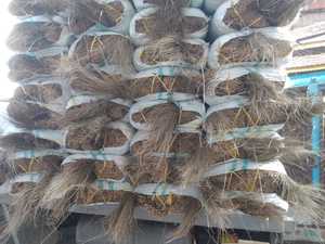 Precio más barato palos de escoba de coco/palillo de escoba de hoja de palma para artesanía Vietnam origen GGN marca - Product Image 4