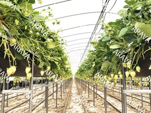 Traité AUX UV Fraise Sacs de Culture - Product Image 2