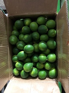 มะนาวไร้เมล็ดคุณภาพสูงและมะนาวสด ผลไม้ตระกูลส้ม ขนาด 6.5-10 กก. เกรดเบลล์ - Product Image 6