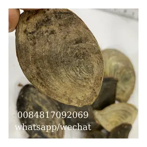 थोक उच्च गुणवत्ता शंख Murex Operculum Seashells / Gastropods Operculum गोले प्राकृतिक