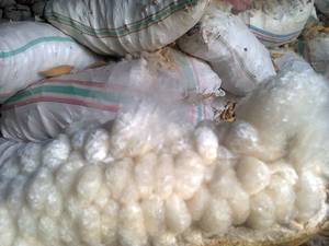 ORGANIC KAPOK FIBER - in VIET NAM - Product Image 6