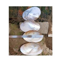 Coquillages du Vietnam très vendus, minuscules coquilles d'umbonium pour l'artisanat, les bijoux, la décoration, les aquariums