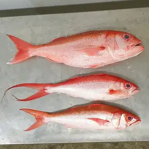 fish red snapper, fish red snapper Suppliers and Manufacturers at 