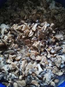 Canned <b>Mushroom</b> Straw <b>Mushroom</b> Whole and Sliced Shape - Product Image 5