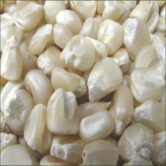 Gedroogde Pop Corn Maïs/Popcorn Maïs Kernel