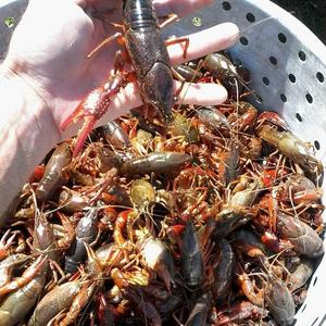 Crawfish for sale sale near me
