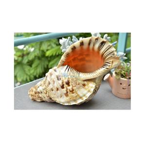 CONCHA DE CARACOLA, CONCHA DE ABALON, CONCHA MARINA, CONCHA MARINA NATURAL en VIETNAM - Product Image 1