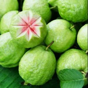 Goyaves ovales à chair rose fraîche du Vietnam au meilleur prix - Mme Laura +84 896 611 913 - Product Image 2
