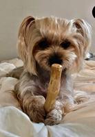 Bâton à mâcher en bois de café pour chien, animé, en bois de Java, mâcher, santé pour chiens/Vivian Ha N + 84 33 8820 462, meilleur prix