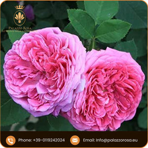 Muestra de colágeno para el cuidado de la piel orgánica antienvejecimiento hidratante ovalización reafirmante de lujo hecha en Italia Palazzo Rosa Le Stanze Della - Product Image 5