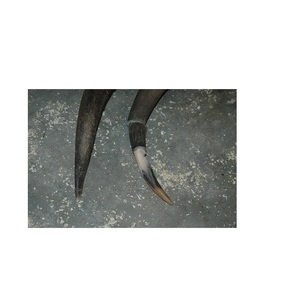 Espada de cuerno blanco de búfalo Mango de búfalo natural Espada de cuerno hecha a mano 100% Cuerno natural para gran oferta - Product Image 1