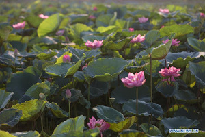 Lotus séchées Gousses - Product Image 5