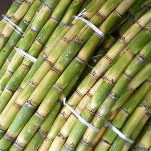 LOW PRICE FROZEN SUGARCANE for MAKING JUICE FROM VIETNAM/ Ms. May - Product Image 4