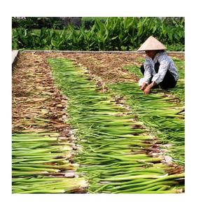 JACINTO DE AGUA SECO DE LA MEJOR CALIDAD/ MATERIAL MÁS BARATO DE VIETNAM (Jasmine: +84 37 461 9429) - Product Image 6