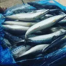 Beli Harga Ikan Makarel Spanyol Beku Harga Pasar Online Pesanan Seluruh Bersih Makerel Makanan Laut Segar Harga Pasar Grosir Global