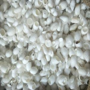 ผ้าไหมหม่อนตัดและทำความสะอาดรังไหม - Product Image 2