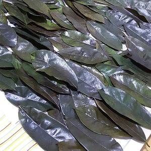 Hojas de Guanábana de Graviola secas orgánicas de alta calidad de Vietnam AD Proceso de secado/Sra. Lima - Product Image 5