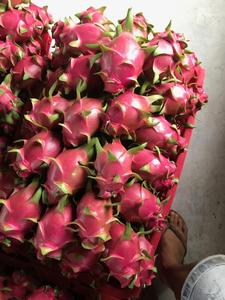 Fruta de dragón blanca fresca, fruta de dragón fresca, Ms. Vacaciones - Product Image 6