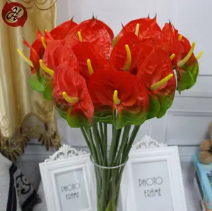 Top quality anthurium