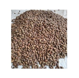 มะลวะ / สเตอร์คิวเลีย ลิคโนโฟรา ในป่าเวียดนาม 4 ปี หนึ่งฤดูกาล 2021 - Product Image 2