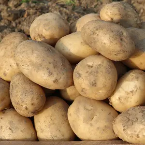 טרי תפוחי אדמה מתוק נמוך מחיר לטון סיטונאי אפריקאי מפעל טרי הולנד תפוחי אדמה למעלה איכות טרי הולנדי Poteto ירקות