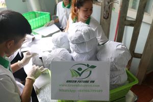 2025 bols de noix de coco à motifs écologiques jetables personnalisés vaisselle en gros de haute qualité Vietnam pour les cadeaux d'affaires - Product Image 6