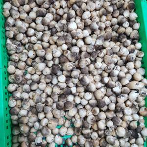 CHAMPIGNONS DE PAILLE SALÉS CHAMPIGNON DE HAUTE QUALITÉ - Product Image 2