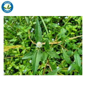 Proveedor de cantidades a granel de alta pureza orgánico natural al por mayor Bhringraj fabricante de aceites esenciales y exportación de la India - Product Image 2