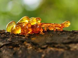 Huile Essentielle Pure à 100% d'Elemi et d'Arbre à Thé, Distillée à la Vapeur, 100ml/30ml, en Bouteille de Résine, Anti-Âge, Raffermissante et Nourrissante pour la Peau - Product Image 5