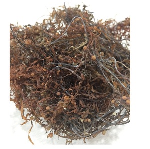 สาหร่ายทะเลแห้ง/สาหร่ายอุตสาหกรรม/Sargassum - Product Image 1